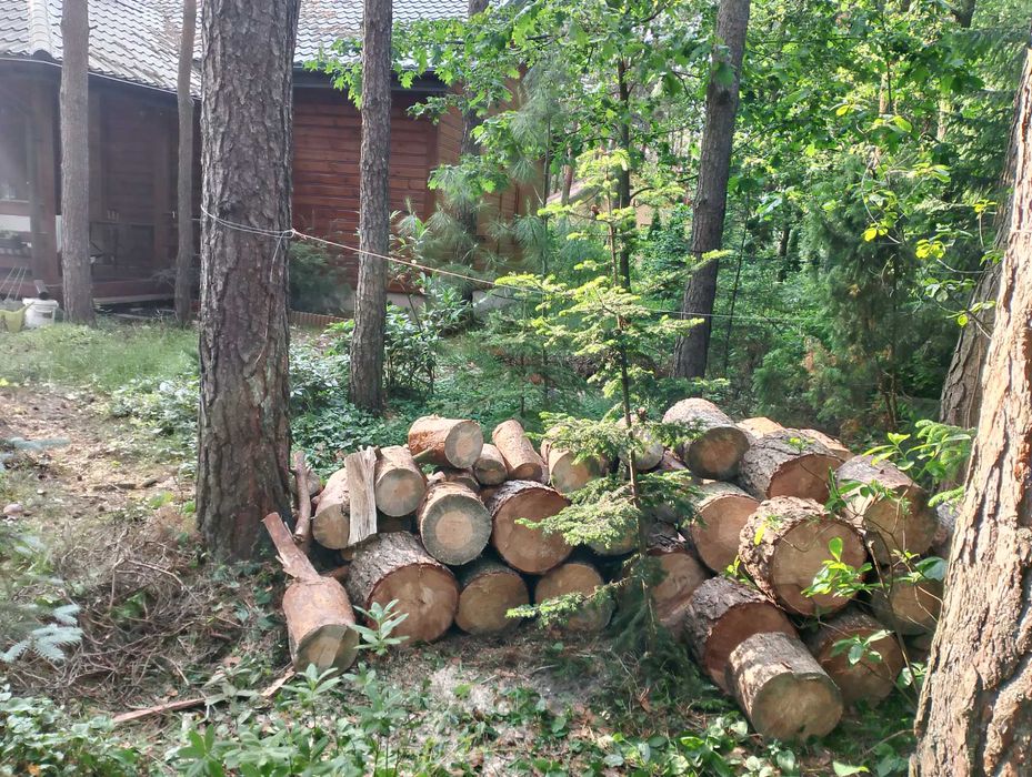 Wycinka drzew, rębak, podnośnik koszowy
