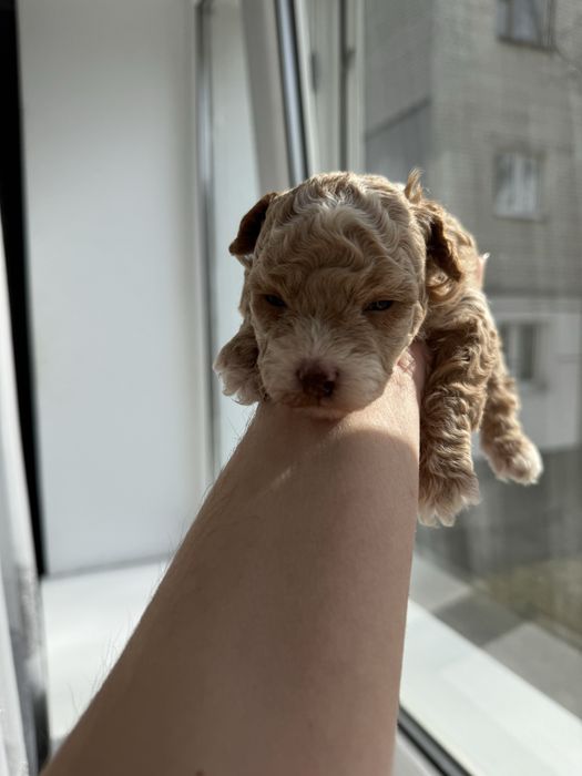 Дівчатка мальтіпу