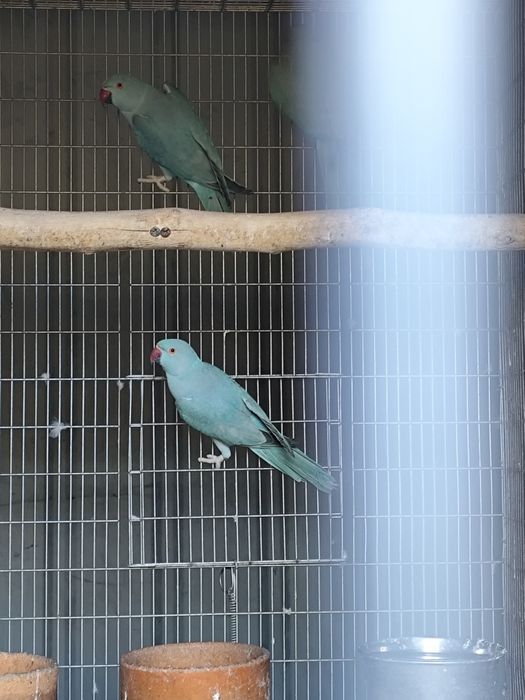 Ring necks prontos a reproduzir em 2027 apartir 115 cada pássaro