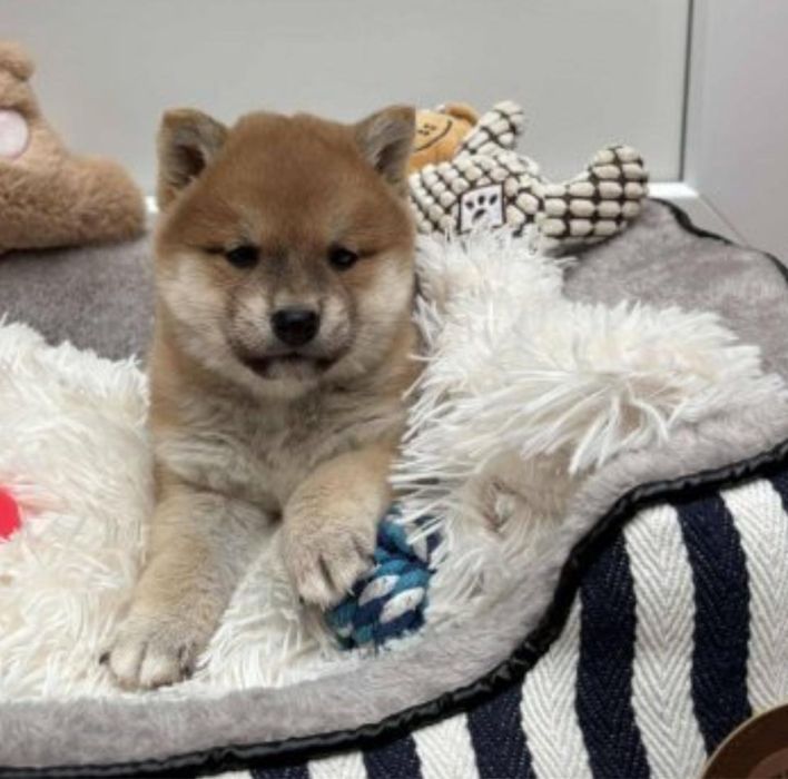Shiba inu Femea 2 meses