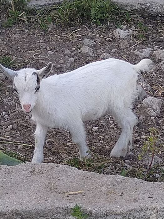 Cabra anã.  macho