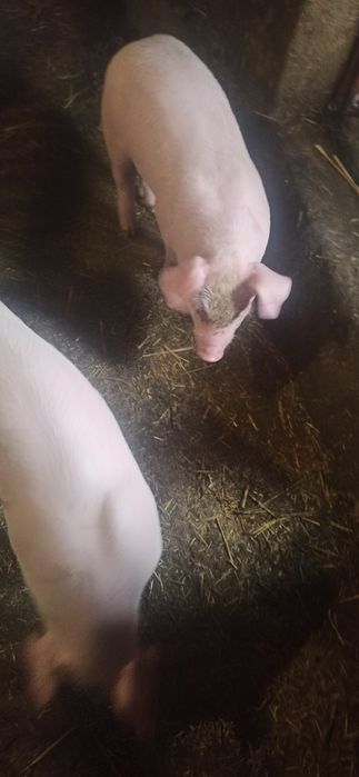 Продам  поросята