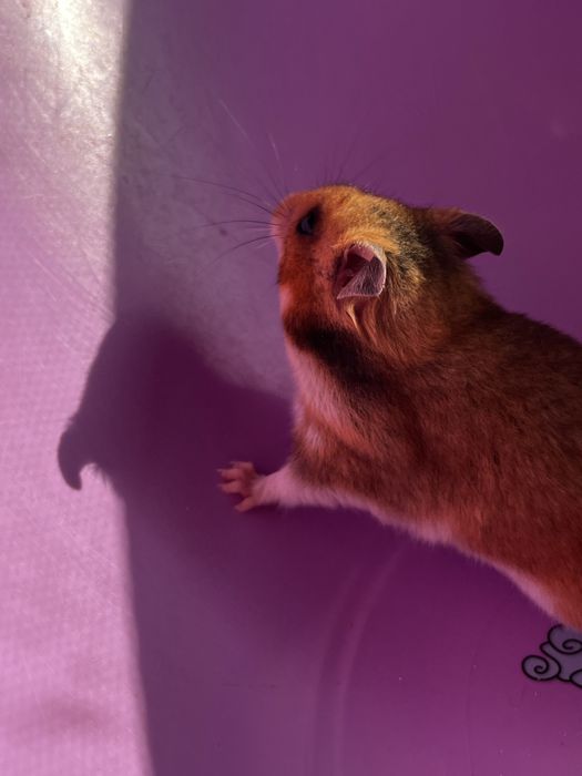 Хомяки пушистые(малыши)