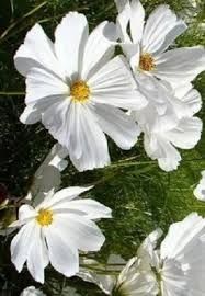 Космея,цинія насіння