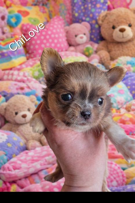 Chihuahua zjawiskowy piesek dlugowlosy