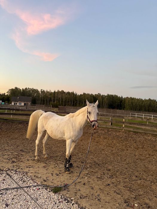 kobyłka, 15 lat, do sprzedaży