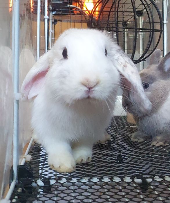 Coelhinhos bebés