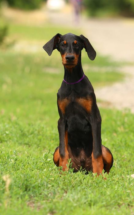 Цуценята Добермана