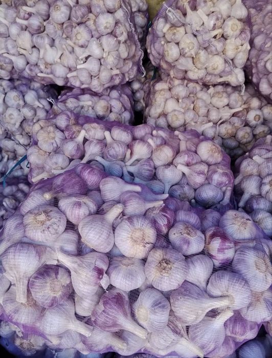 Продам часник сорт любаша 1 репродукція