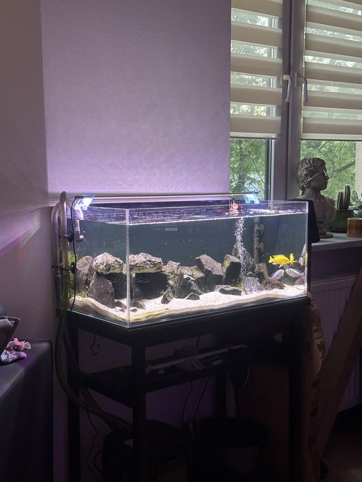 Akwarium 100 l optiwhite zestaw kompet