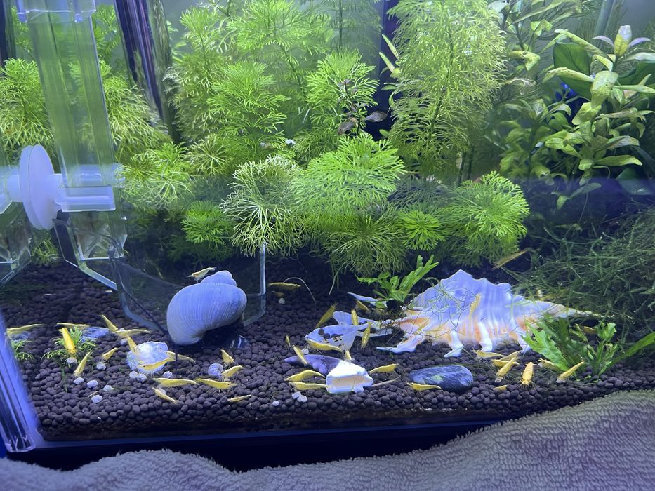 Neocaridina Yellow Golden Back