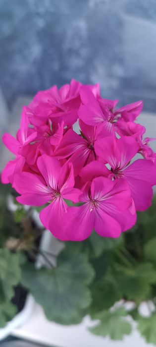 Продам зональну герань