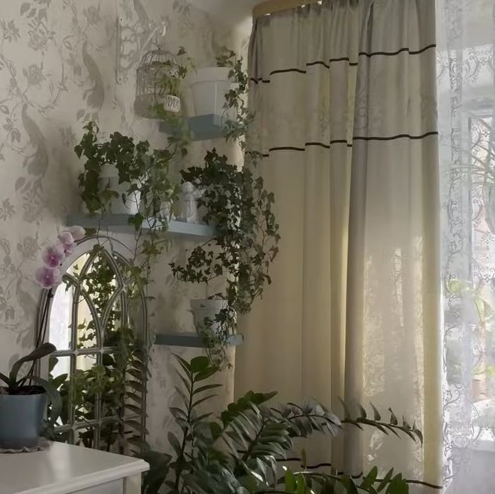 алоє хлорофітум традисканція фікус