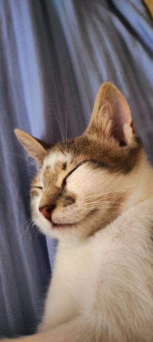 Кошеня Батон 3 міс