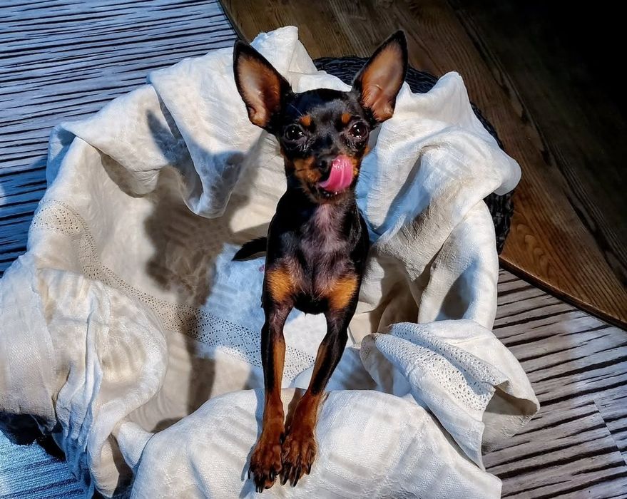 Praski Ratler Ratlerek XXS miniaturka (nie pinczer miniaturowy) mini