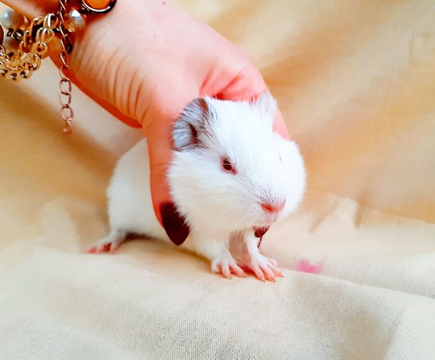 Морские свинки,клетки,корма,аксессуары