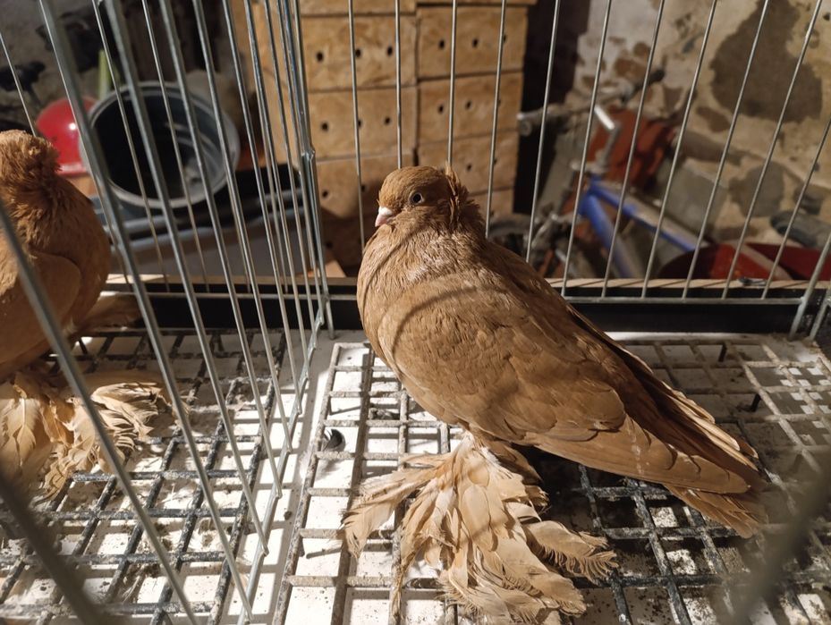 Wywrotki wschodniopruskie  gołębie