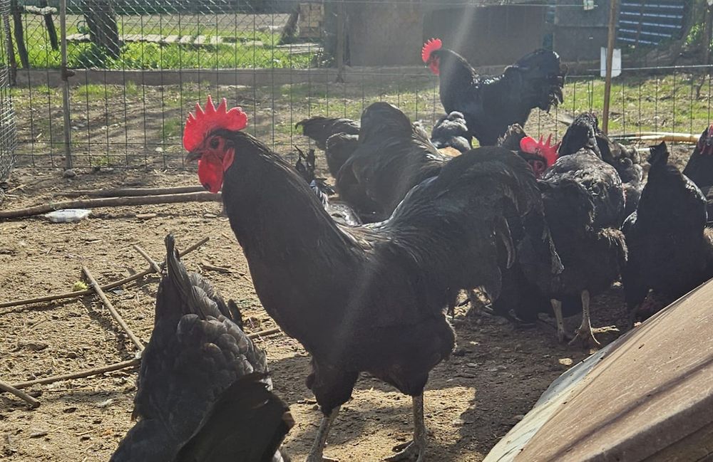Jaja lęgowe Australorp czarny