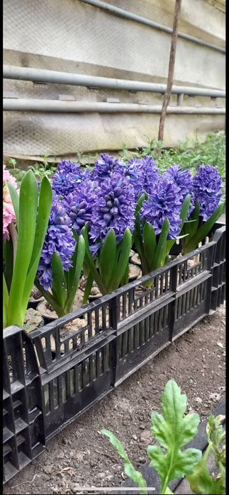 Гіацинт , Крокус у горщиках