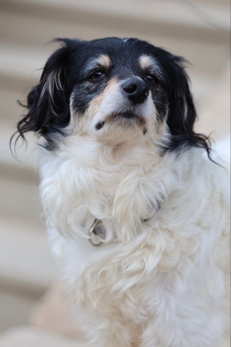 Do adopcji sunia ok 4lata 10kg
