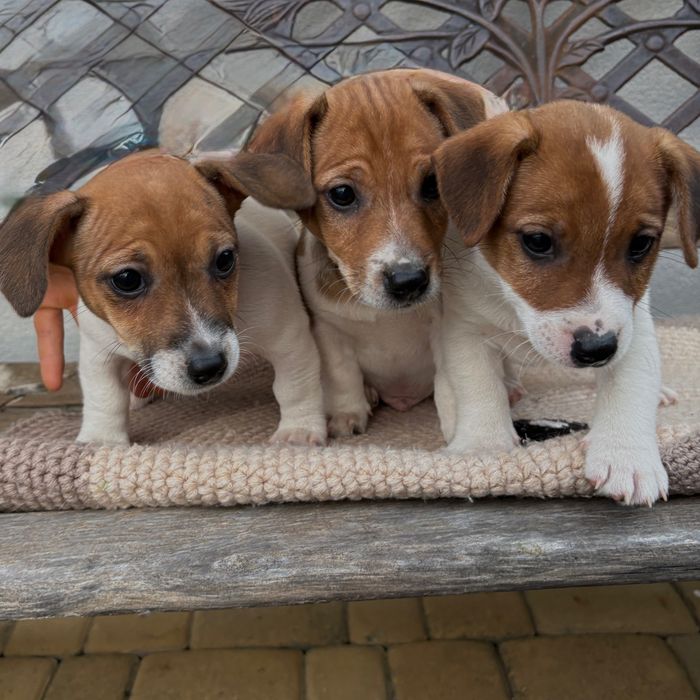 Jack Russel Terrier