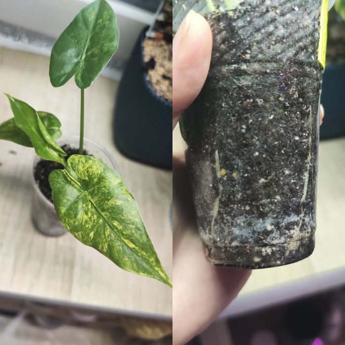 Дітки алоказій одора ауреа вар., ред грей, купрея ред сікрет, гагеана