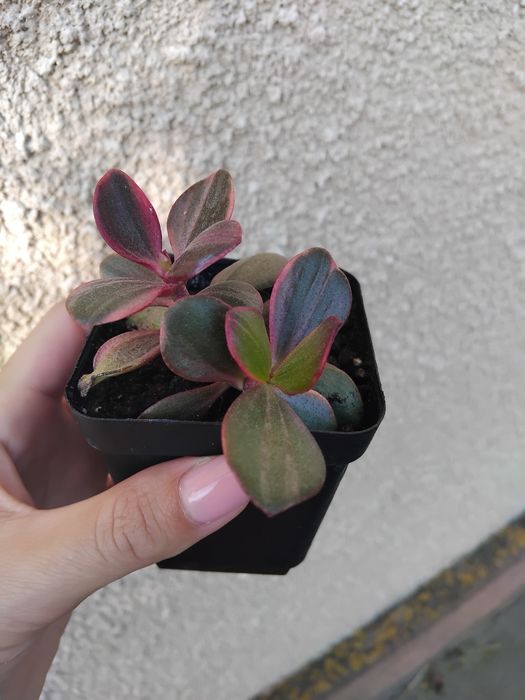 Сукуленти  ,кактуси