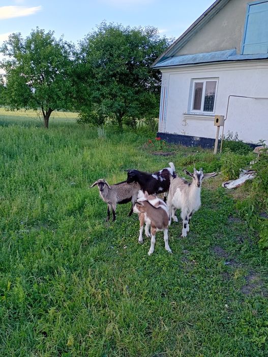 Терміново продам молоді козочки і один козлик недорого)