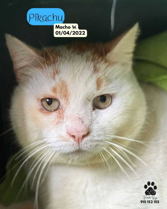 Gato para adoçao(Pikachu)
