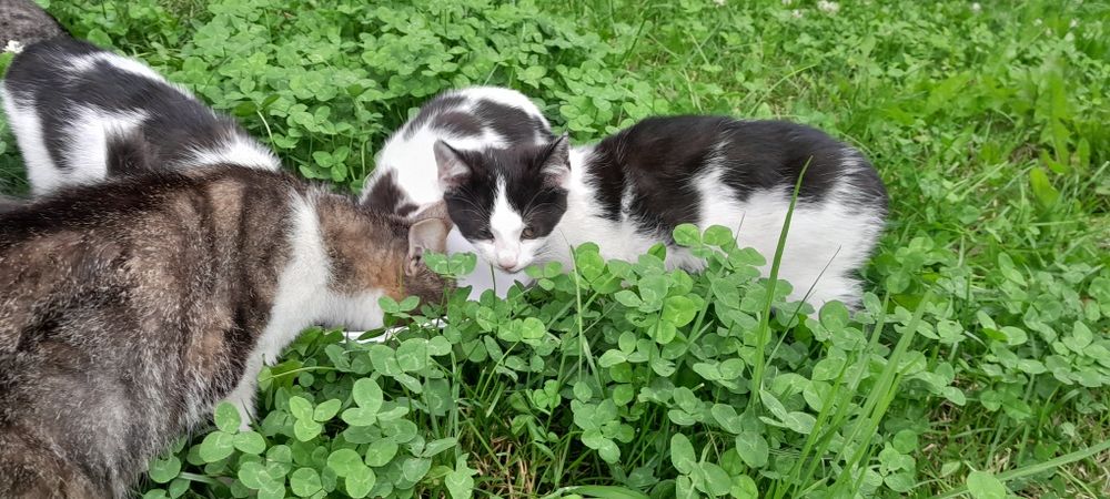 3 miesięczne kotki szukają domów