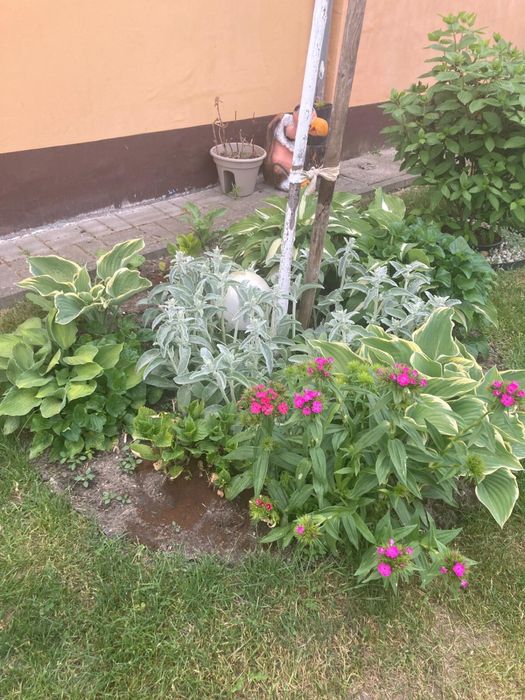 Sadzonki, rośliny ogrodowe, werbena patagońska