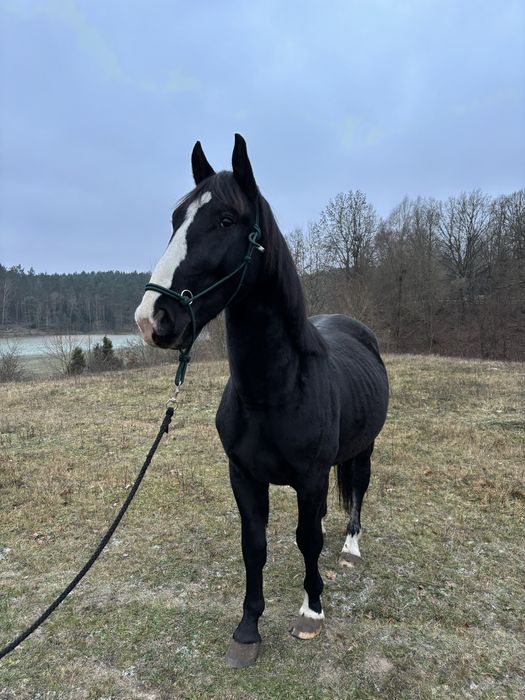 Ogier rasy śląskiej