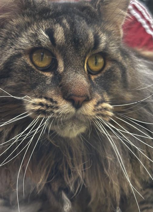 Kot do krycia Maine Coon