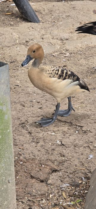 Patos Disponíveis