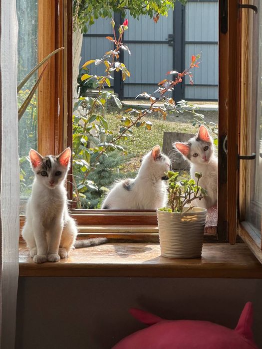 кошеня в добрі руки