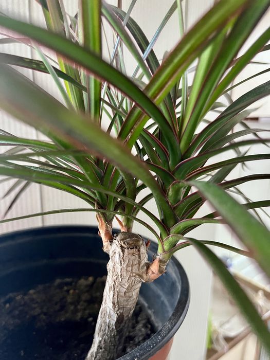 Драцена  , кімнатна рослина