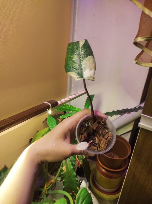 Philodendron Red Anderson/Филодендрон Ред Андерсон