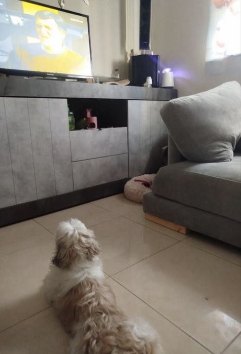 Shih-Tzu Fêmea, 4 Anos, Vacinada e com Microchip