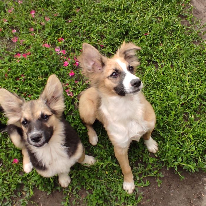 Віддам цуценя  в добрі руки