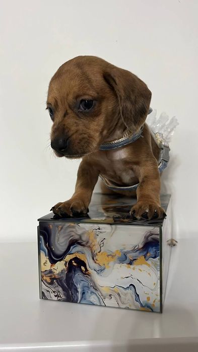 Руда мраморна такса — чарівна дівчинка 2 місяці