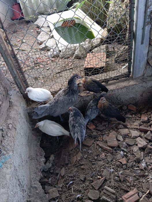 Galinhas Fénix , casal ou separado