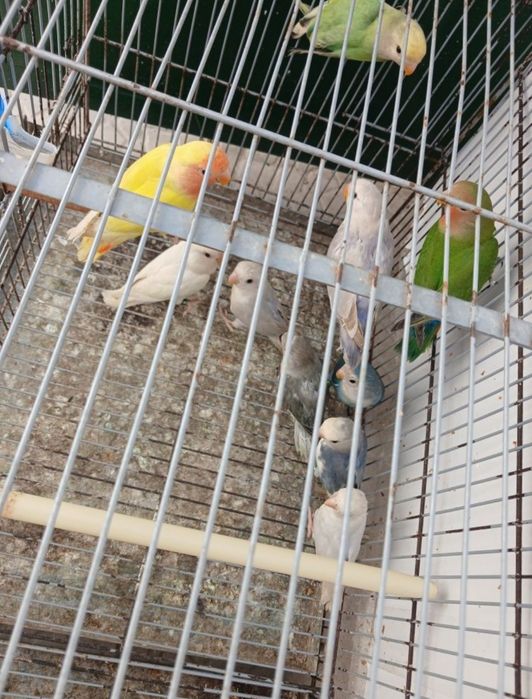 Agapornis  roseicollisn