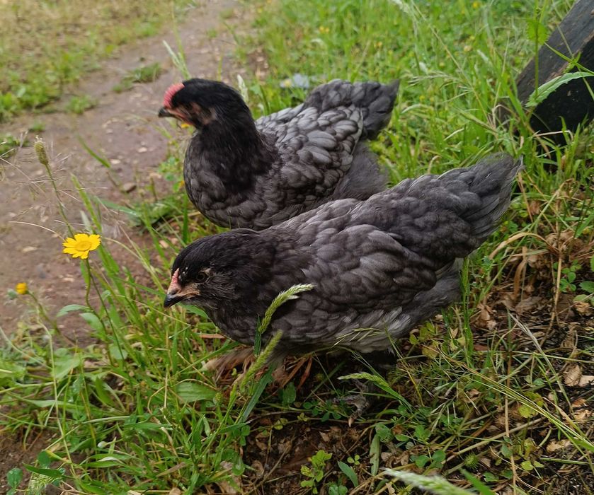 Casal de galinhas Olive Eggers
