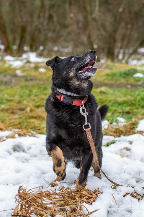 LOGAN, PIES DO PILNEJ ADOPCJI - mamy czas do 31 grudnia 2025r.
