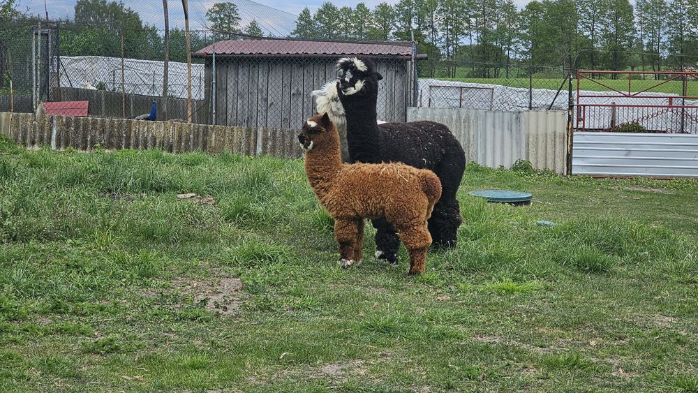 Sprzedam młodego samca alpaki