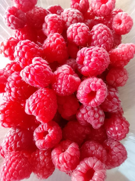 Maliny ekologiczne