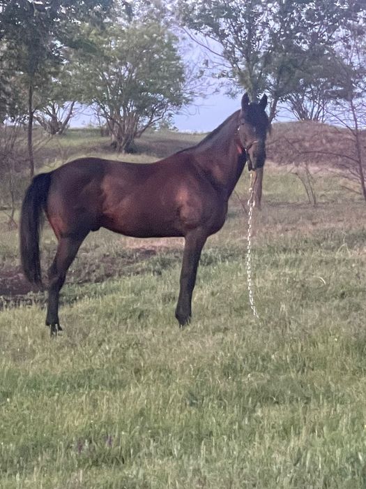 Продаётся орловской породы