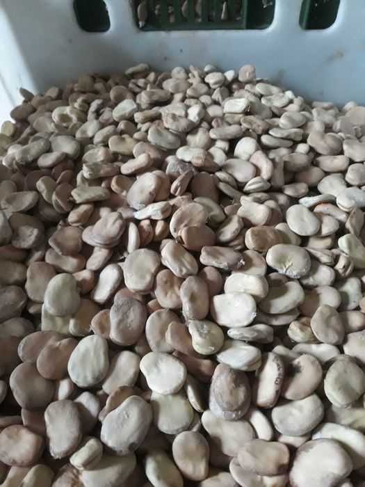 sprzedam  bober 2025