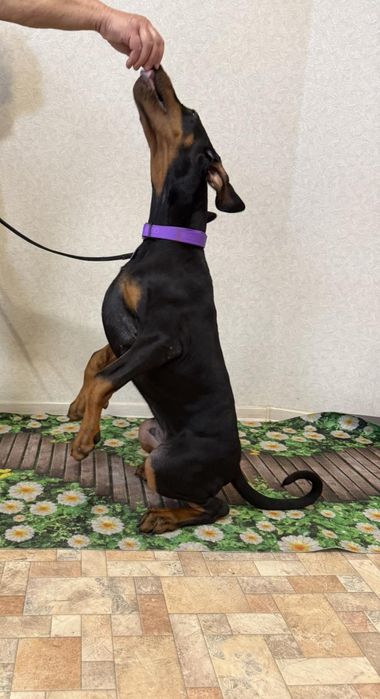 Отличные  щенки добермана