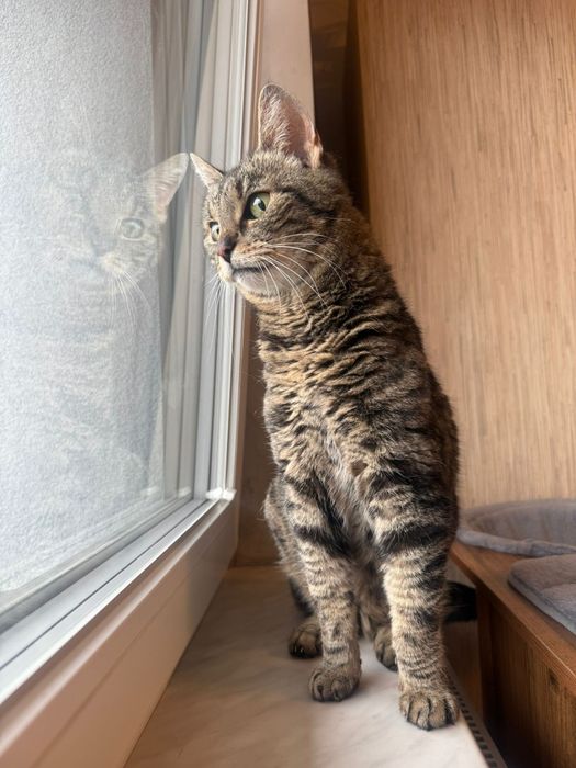 Tygrysia - delikatna wojowniczka